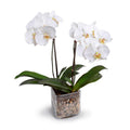 2 High-Quality Artificial Phalaenopsis Orchid Plants White in Glass Cube Indoor 20 Inches Tall - New Growth Designs