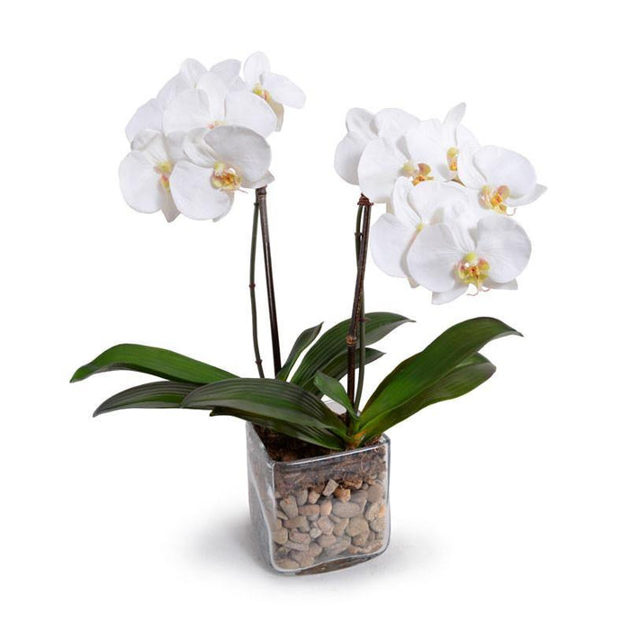 2 High-Quality Artificial Phalaenopsis Orchid Plants White in Glass Cube Indoor 20 Inches Tall - New Growth Designs