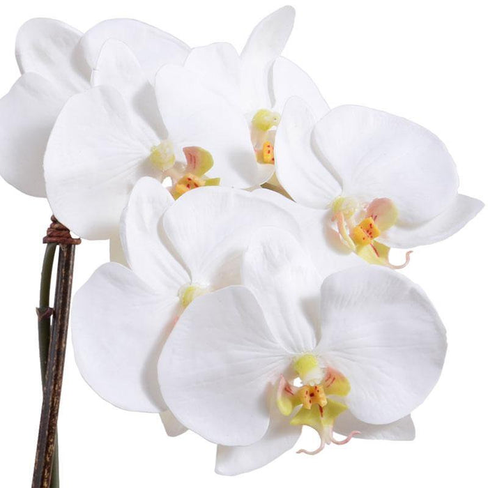 Phalaenopsis Orchid x2 in Glass Cube - White - New Growth Designs