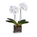Phalaenopsis Orchid x2 in Glass Envelope 24"H