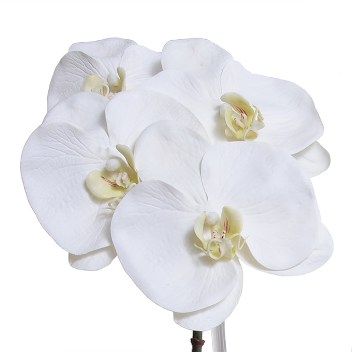 Phalaenopsis Orchid x2 in Glass Envelope 24"H