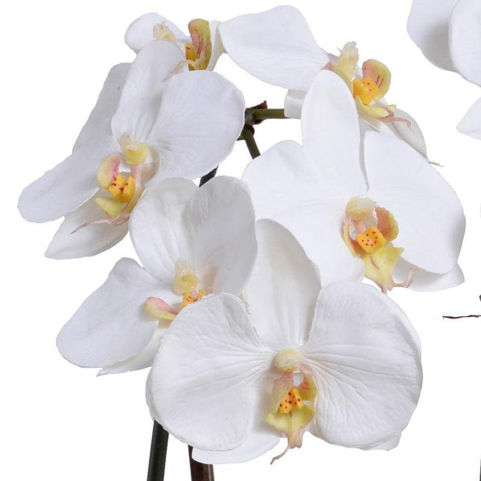 Phalaenopsis Orchid x2 in Mirror Vase - White - New Growth Designs