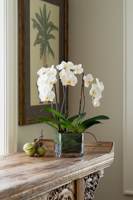 Phalaenopsis Orchid x3 Leaf-it 20"H