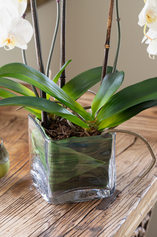 Phalaenopsis Orchid x3 Leaf-it 20"H