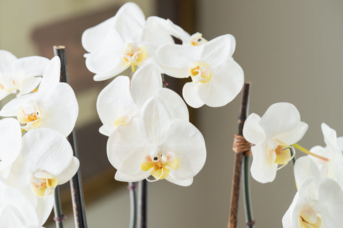 Phalaenopsis Orchid x3 Leaf-it 20"H