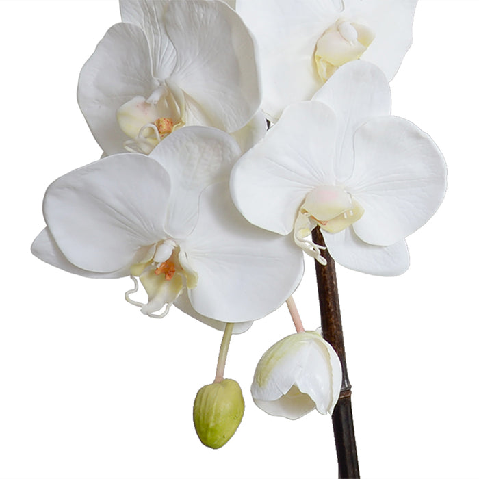 Phalaenopsis Orchid x3 Leaf-It 29"H