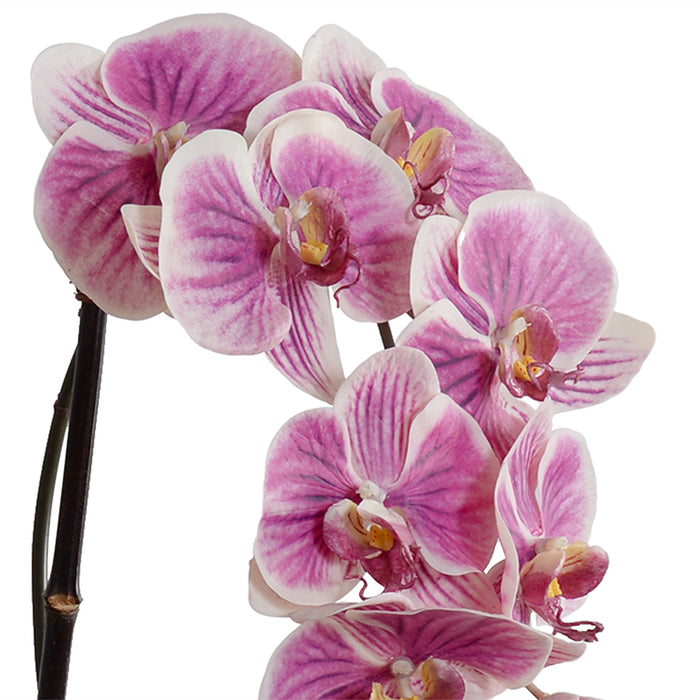 Phalaenopsis Orchid x3 Leaf-It 29"H