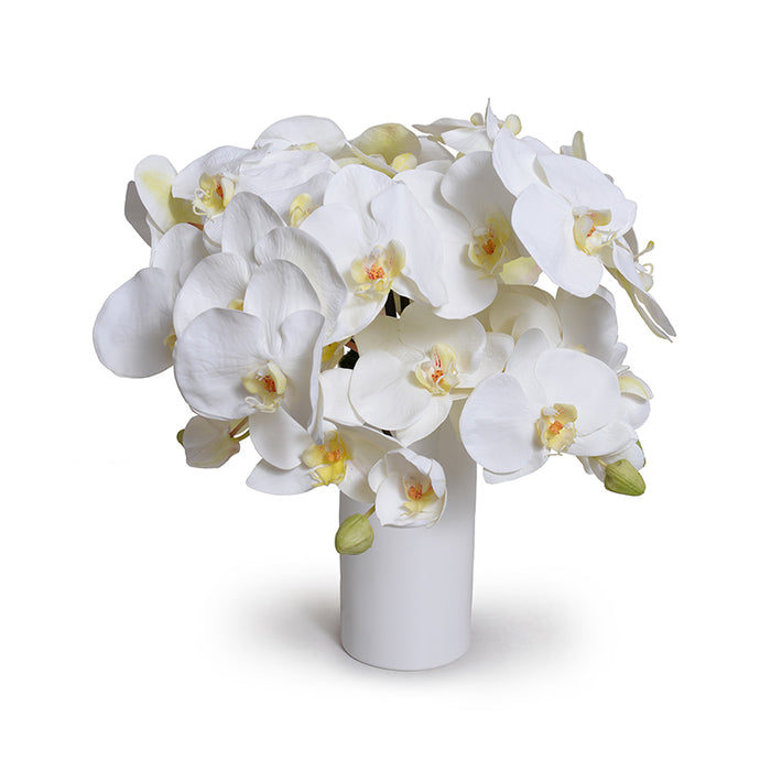 Phalaenopsis Orchids in Porcelain Vase 15"H