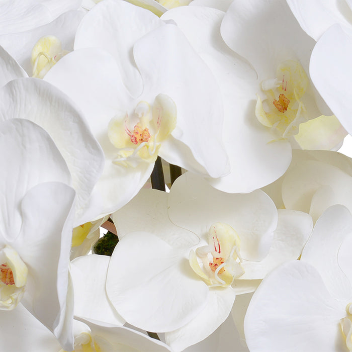 Phalaenopsis Orchids in Porcelain Vase 15"H