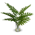 Philodendron Selloum x6 in Glass 28"H