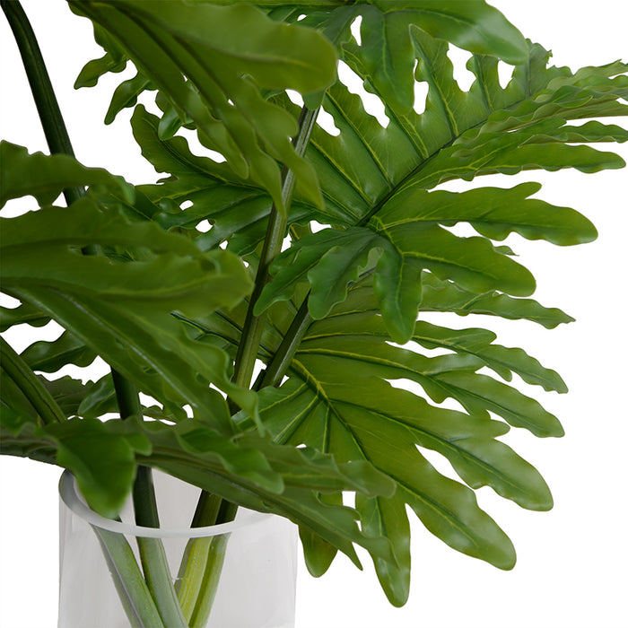 Philodendron Selloum x6 in Glass 28"H