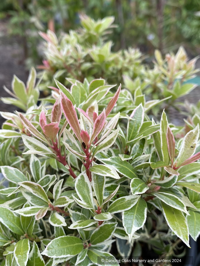 Shrubs ~ Pieris japonica 'Little Heath', Dwarf Japanese Andromeda ~ Dancing Oaks Nursery and Gardens ~ Retail Nursery ~ Mail Order Nursery