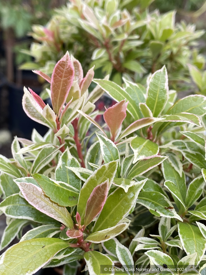 Shrubs ~ Pieris japonica 'Little Heath', Dwarf Japanese Andromeda ~ Dancing Oaks Nursery and Gardens ~ Retail Nursery ~ Mail Order Nursery