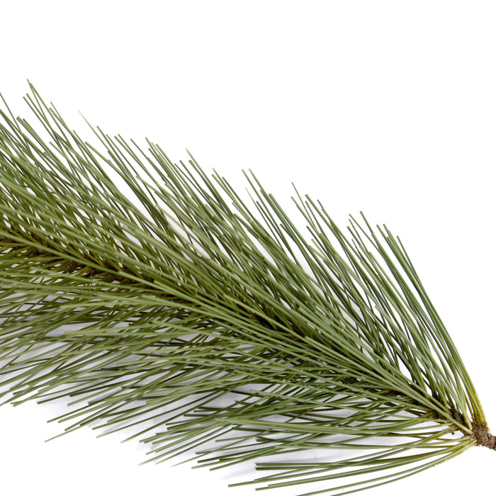 Pine Spray, 34" L - Carolina - New Growth Designs