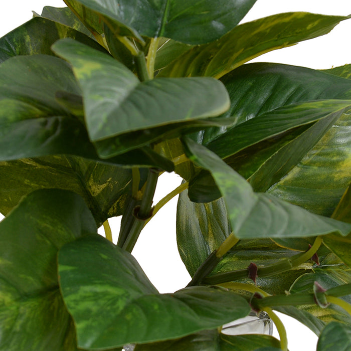 Pothos in Glass Vase 9"H