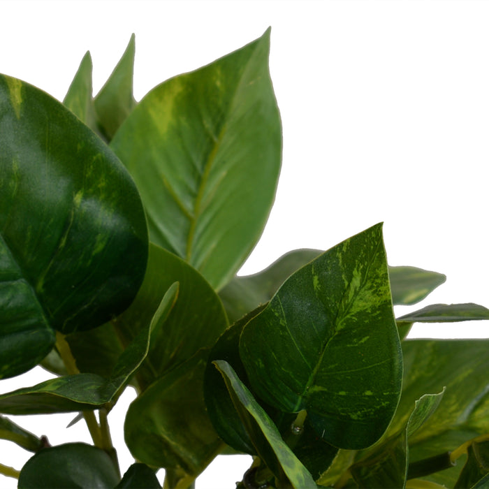 Pothos in Glass Vase 9"H