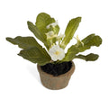 Primula Mini-Pot 6"H