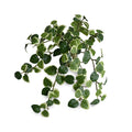 Faux Inherently Fire Retardant (IFR) Pumila (Creeping Fig) Bush for Modern Decor - New Growth Designs