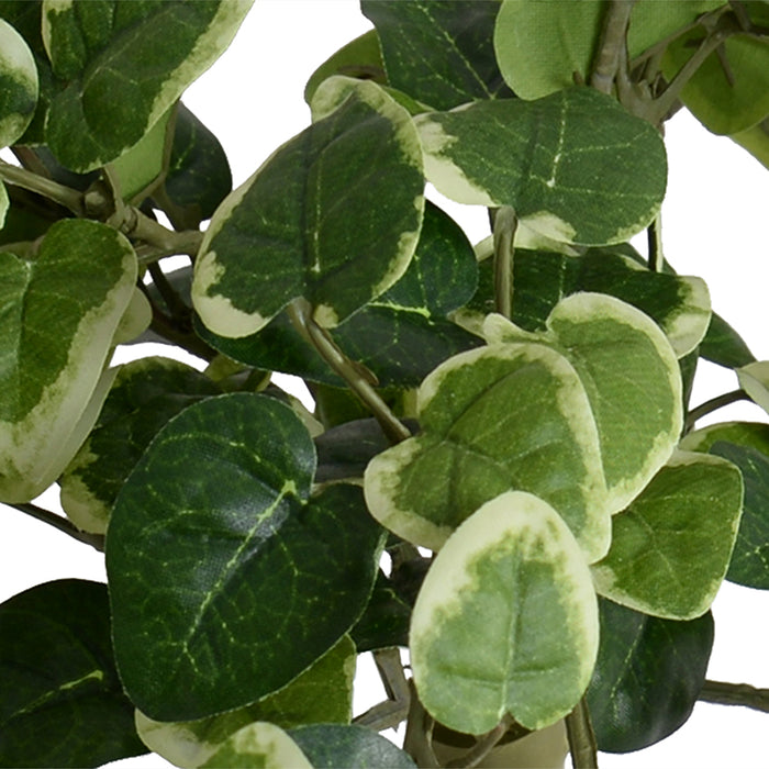 Pumila (Creeping Fig) Bush 10"L