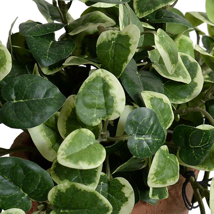 Pumila (Creeping Fig) in Terracotta 9"H