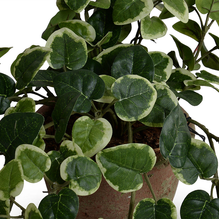 Pumila (Creeping Fig) Plant in Clay Pot 7"H