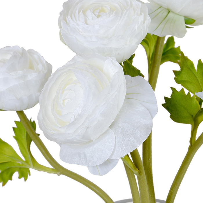 Ranunculus in 7" Glass Cylinder 15"H