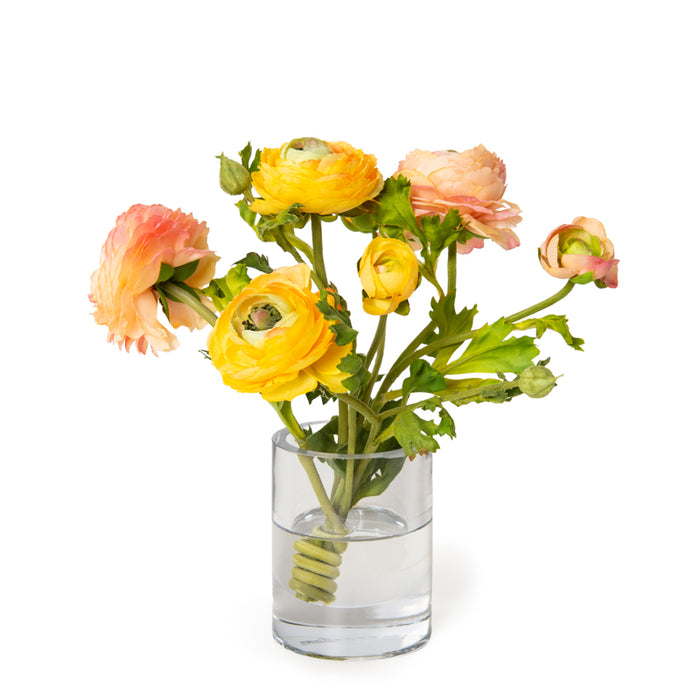 Ranunculus in Glass Cylinder 11"H