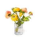 Ranunculus in Glass Cylinder 11"H