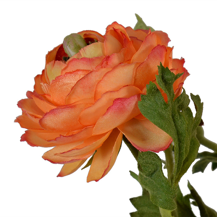 Ranunculus in Glass Cylinder 11"H
