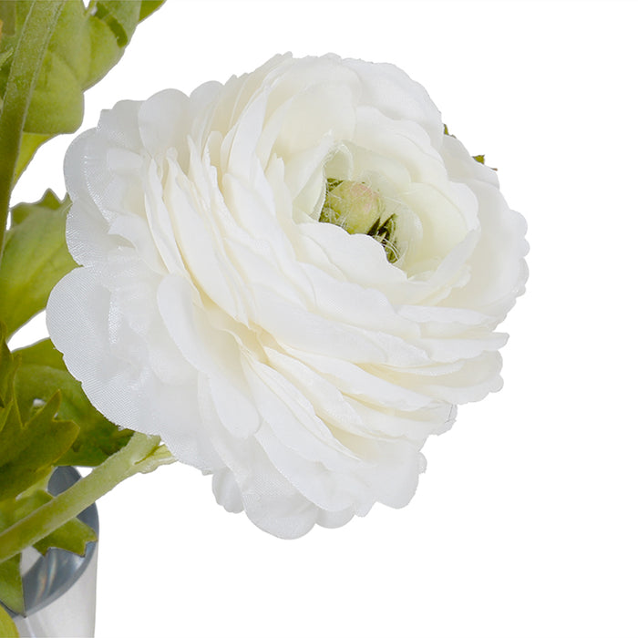Ranunculus in Glass Cylinder 11"H
