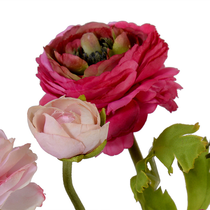 Ranunculus in Glass Cylinder 11"H