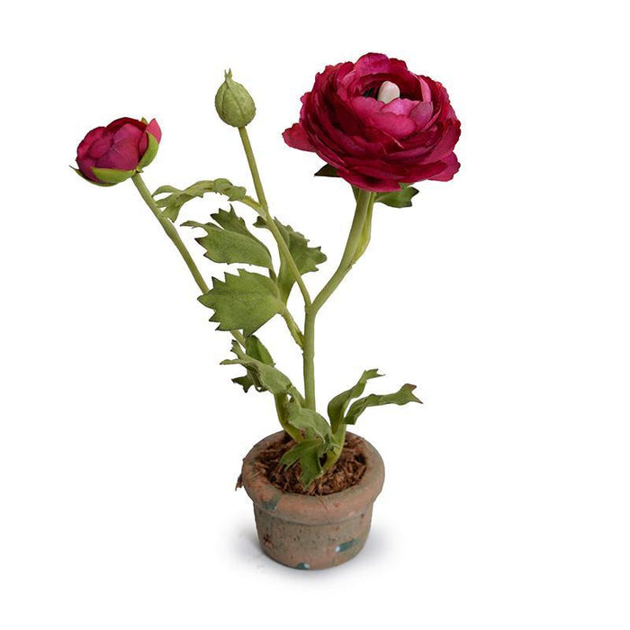 Ranunculus Mini Pot - Beauty - New Growth Designs