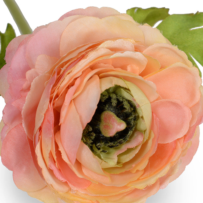 Ranunculus Stem, 15"L - Peach