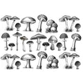 Sanbao Underglaze Mushrooms
