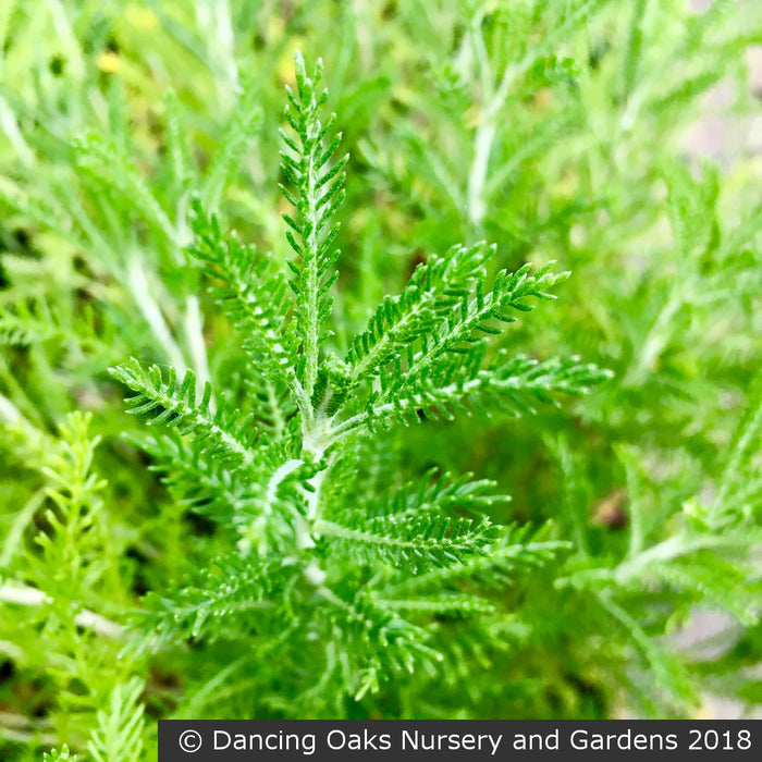 Perennials ~ Santolina estrusca, Etruscan Santolina ~ Dancing Oaks Nursery and Gardens ~ Retail Nursery ~ Mail Order Nursery