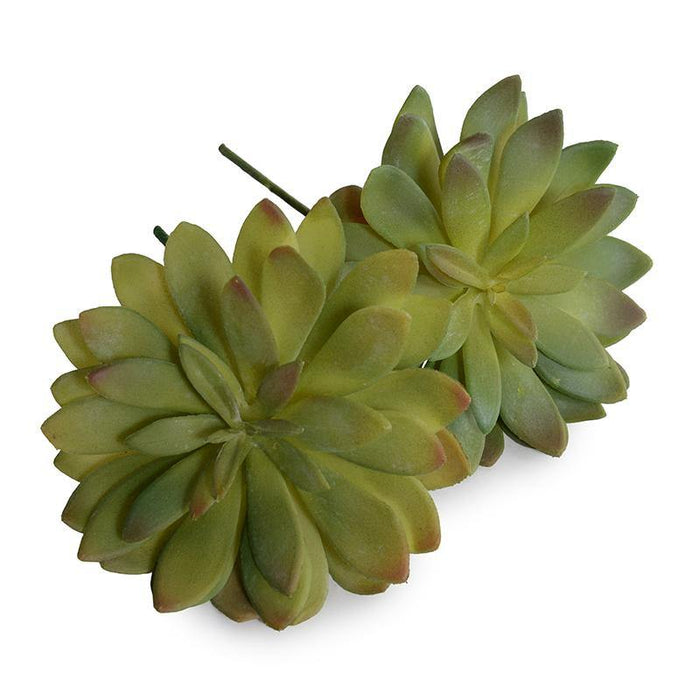 Sedum Succulent - Green - New Growth Designs