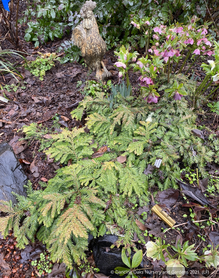 Shrubs ~ Sequoia sempervirens 'Kelly's Prostrate', Dwarf Coast Redwood ~ Dancing Oaks Nursery and Gardens ~ Retail Nursery ~ Mail Order Nursery