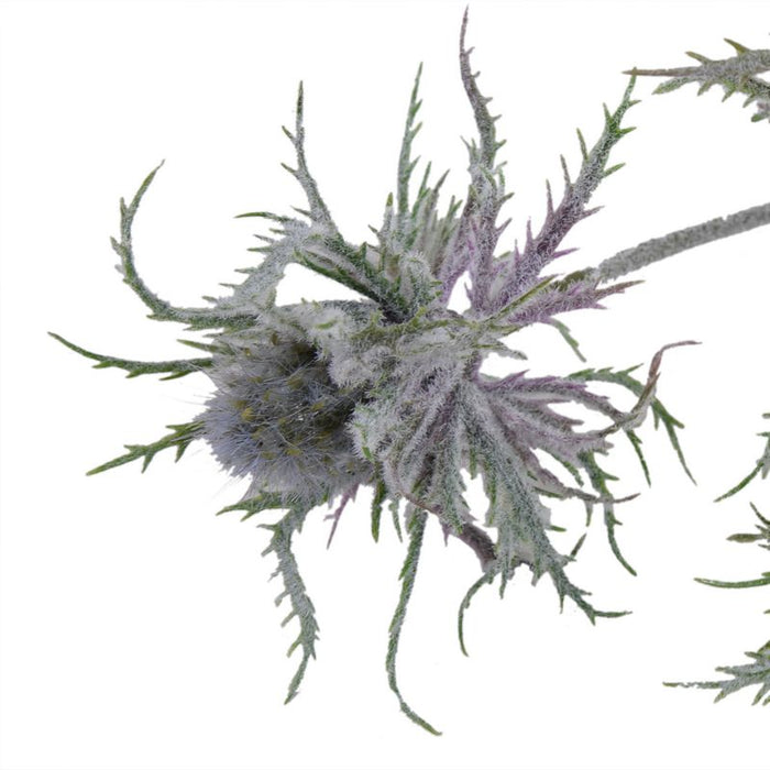 Thistle Spray