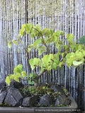 Trees ~ Tilia cordata 'Lico', Dwarf Littleleaf Linden, Dwarf Lime Tree ~ Dancing Oaks Nursery and Gardens ~ Retail Nursery ~ Mail Order Nursery