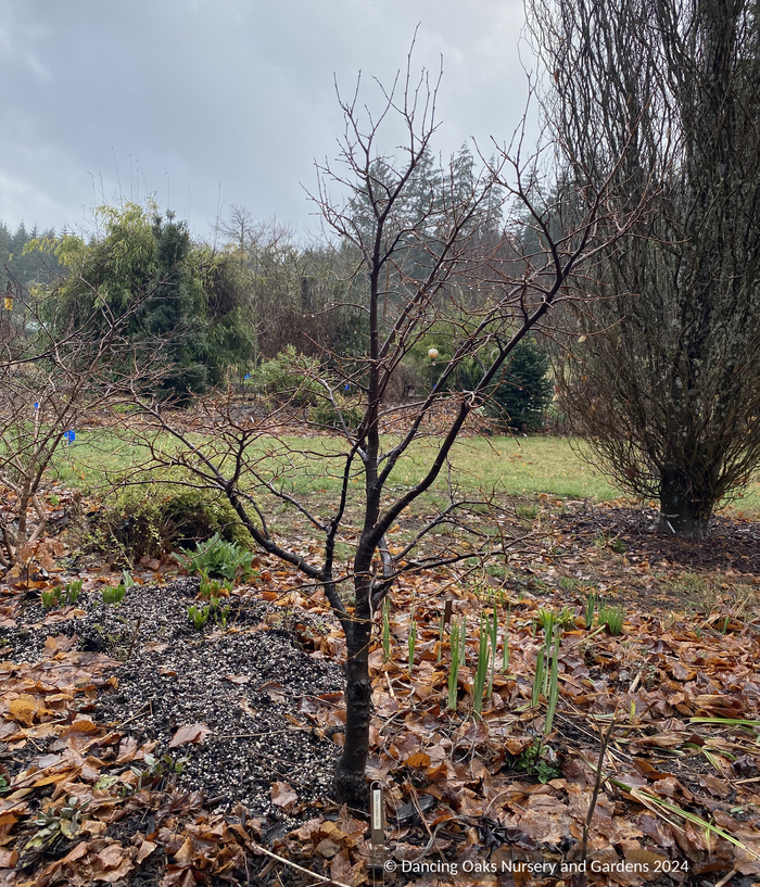 Tilia cordata 'Lico', Dwarf Littleleaf Linden, Dwarf Lime Tree