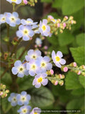 Perennials ~ Trigonotis omeiensis (syn. T. cavelleri) ~ Dancing Oaks Nursery and Gardens ~ Retail Nursery ~ Mail Order Nursery