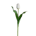 Tulip Stem, Dutch, 18"L - White