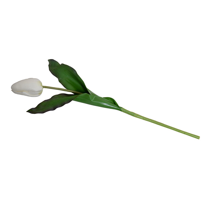 Tulip Stem, Dutch, 18"L - White