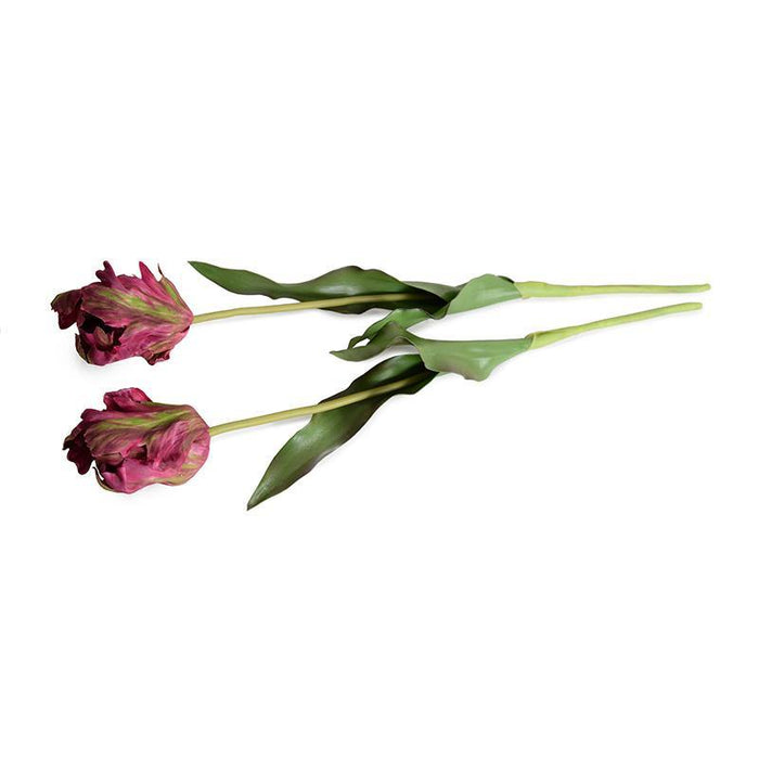 Tulip Stem, Parrot - New Growth Designs