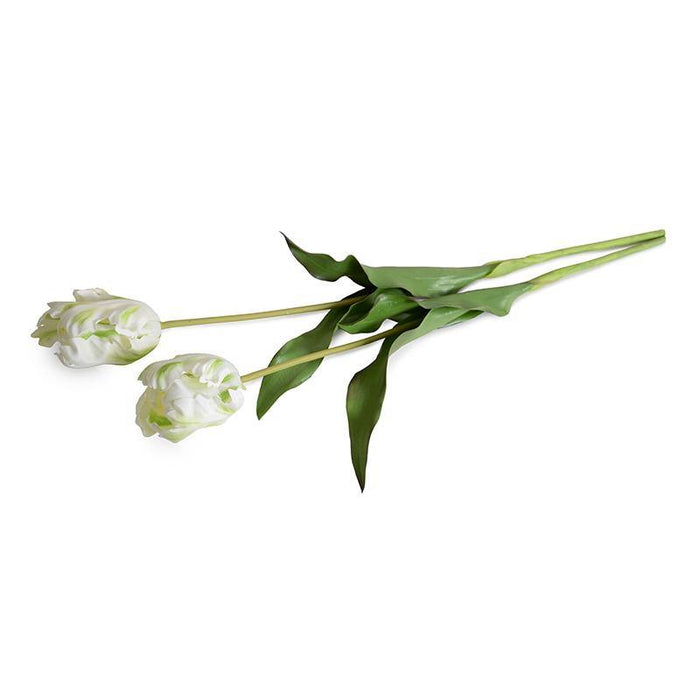 Tulip Stem, Parrot - New Growth Designs