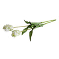 Tulip Stem, Parrot - New Growth Designs