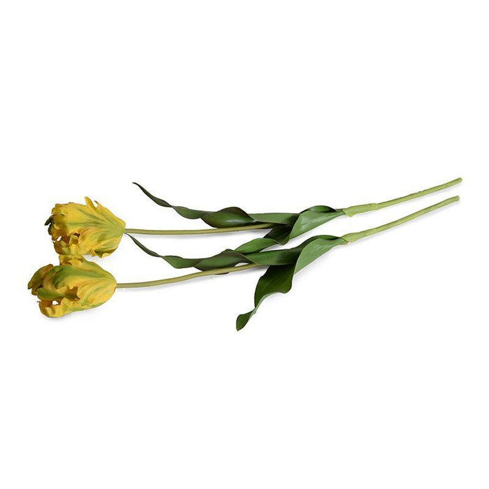 Tulip Stem, Parrot - New Growth Designs