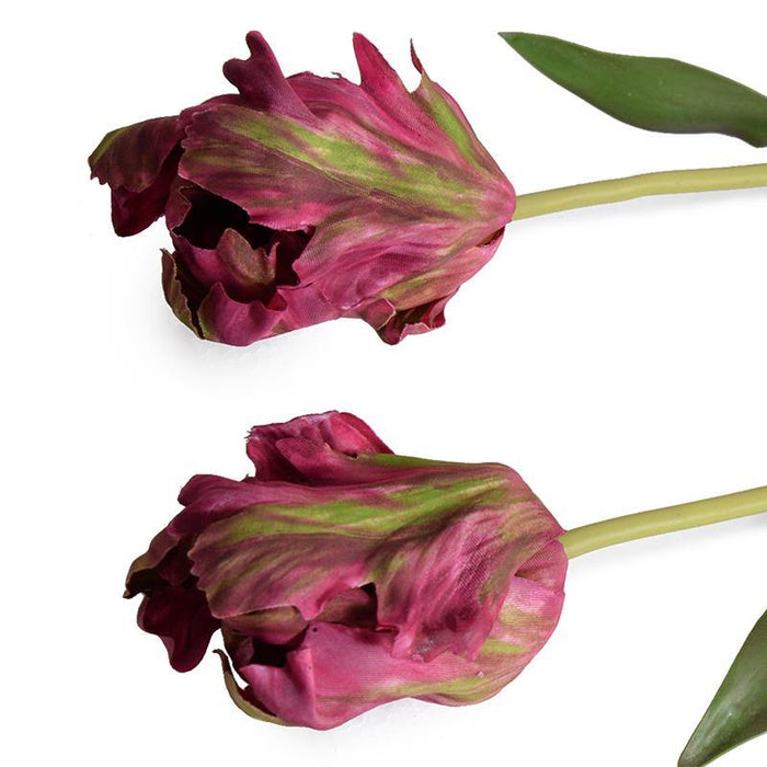 Tulip Stem, Parrot - New Growth Designs