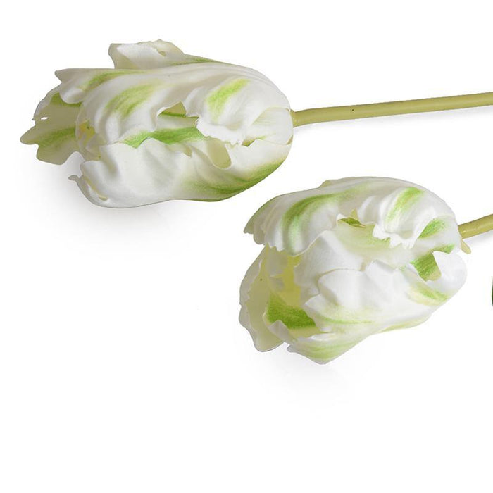 Tulip Stem, Parrot - New Growth Designs