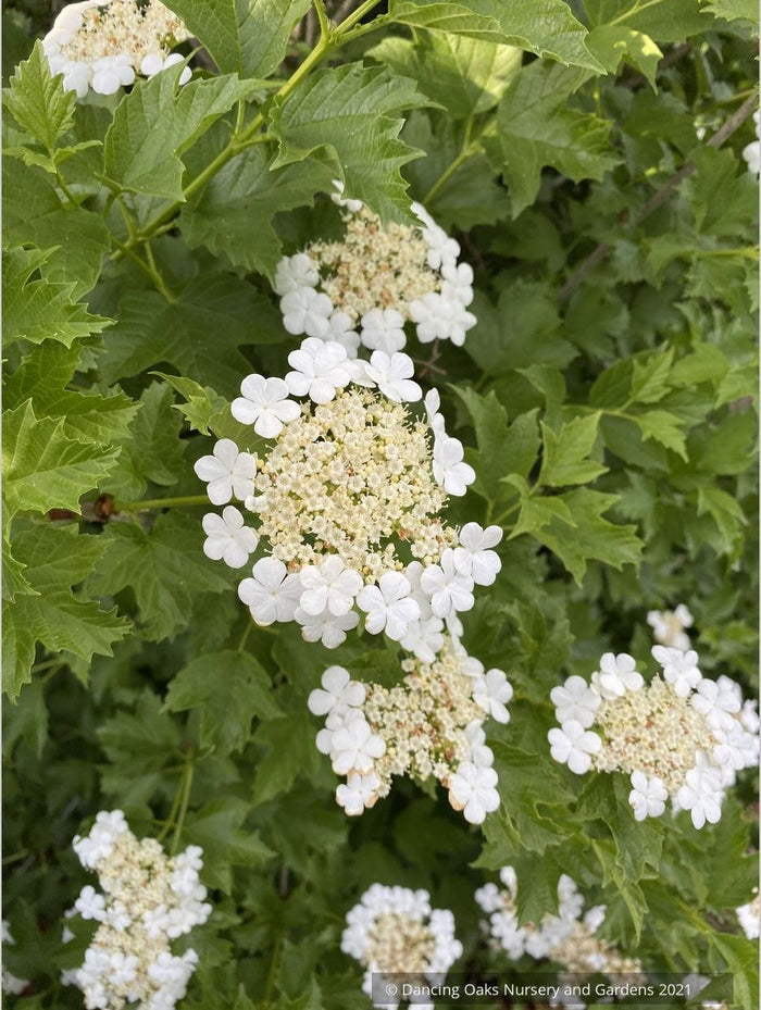 Viburnum opulus 'Xanthocarpum', Yellow-fruited Cranberry Bush